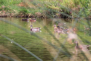 Family of ducks on the lake