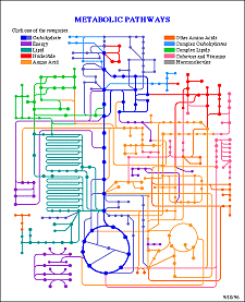 Die abgebildete Grafik zeigt die verschiedenen schematischen Stoffwechselwege, die in einer Zelle ablaufen 