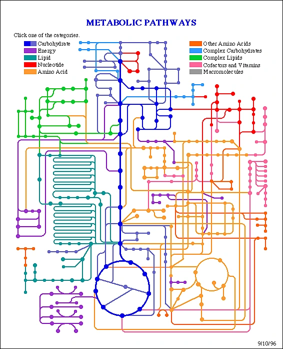 Die abgebildete Grafik zeigt die verschiedenen schematischen Stoffwechselwege, die in einer Zelle ablaufen 