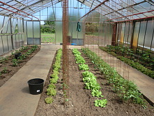 Greenhouses planted in the summer of 2013
