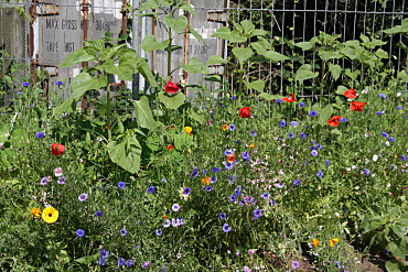  flowerbed