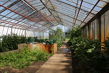 Bepflanzte Gewächshäuser im Sommer 2013