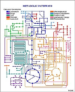 The illustration shows the various schematic metabolic pathways which occur in a cell – important for understanding which metabolic products are increased or reduced ("metabolic network"). 
