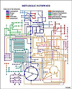 The illustration shows the various schematic metabolic pathways which occur in a cell – important for understanding which metabolic products are increased or reduced (