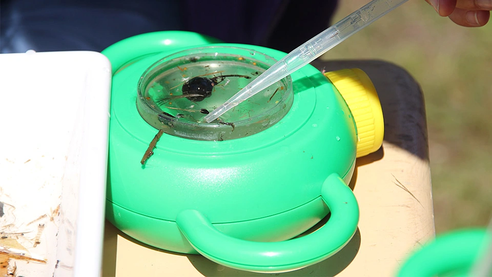 Proben unter dem Mikroskop