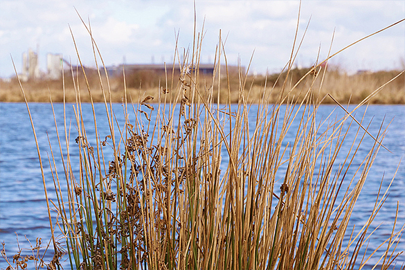 Lebensader Weser