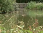 Enten im Erikasee