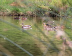 Entenfamilie im Erikasee