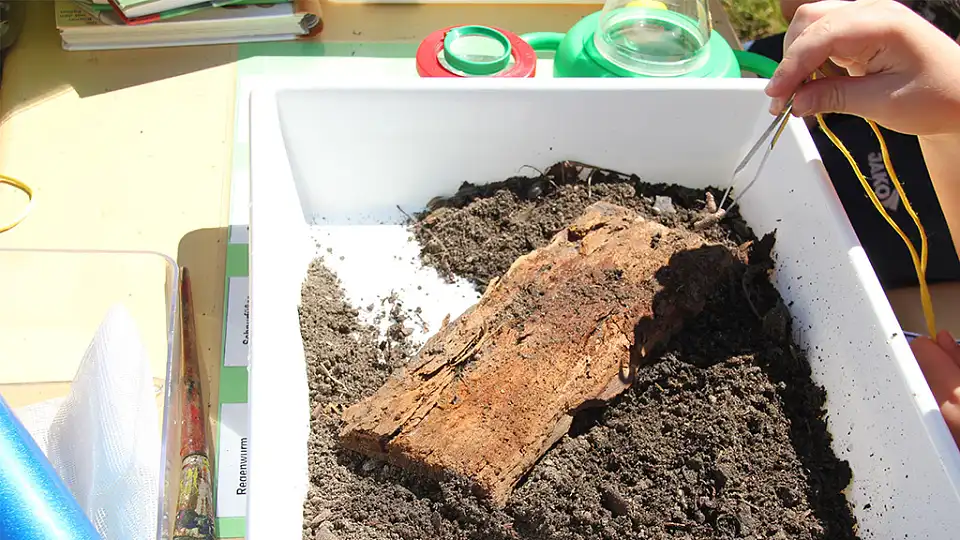 Bodenuntersuchung mit Pinzette