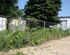 Wiesenblumen