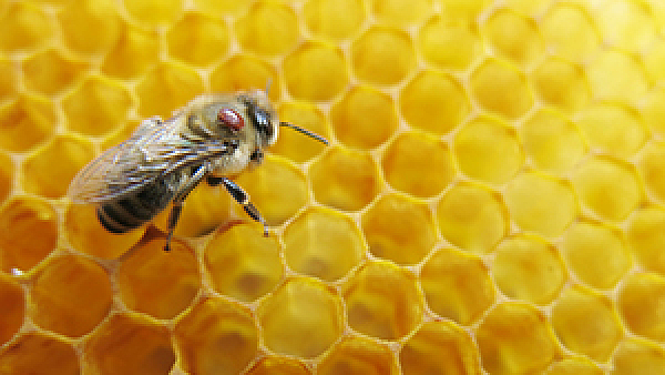 Mit Varroamilben befallene Biene
