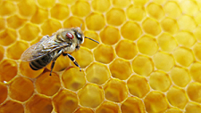istock  bee-individual: Eines der größten Probleme für die Honigbienenpopulation ist die Varroamilbe.