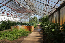 Greenhouse